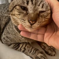 ตามหาแมวหาย 😹