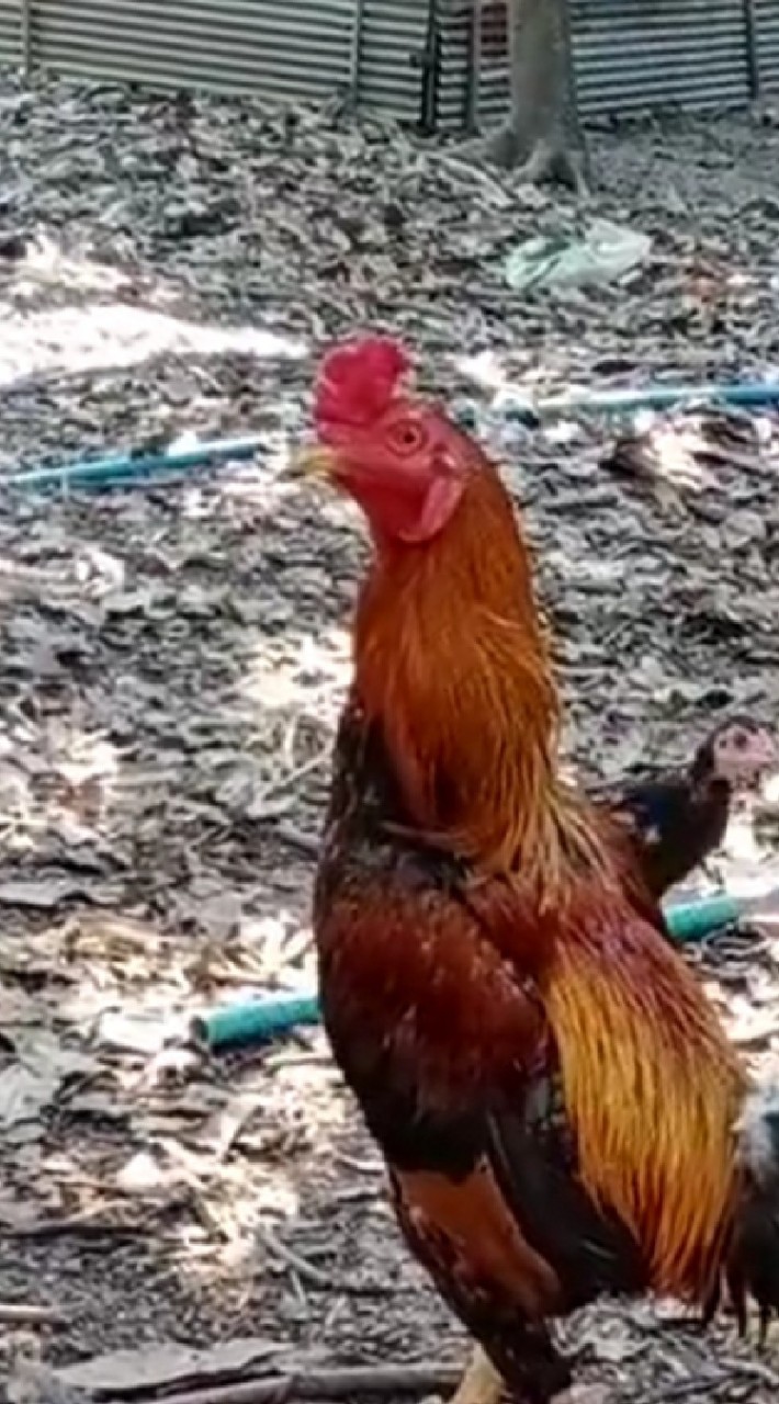 ไก่ชนส.ตองยี