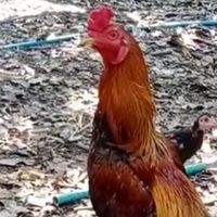ไก่ชนส.ตองยี