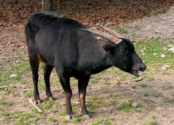60 Gambar Hewan Anoa Dan Penjelasannya Gratis Terbaru Gambar Hewan