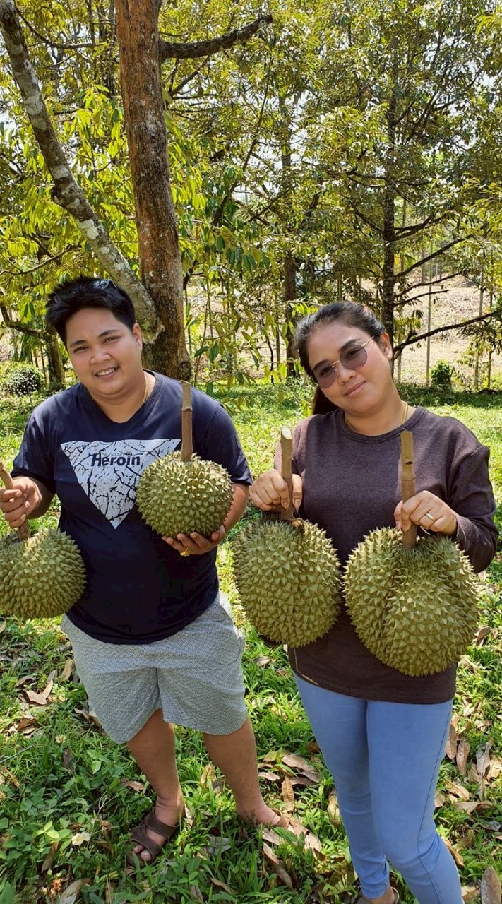 พีพีทุเรียนขายส่ง
