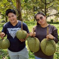 พีพีทุเรียนขายส่ง