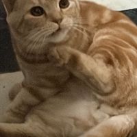 江湖S7-猛虎爬山