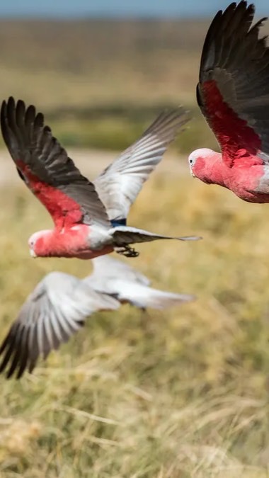 モモイロインコが大好きな人の部屋
