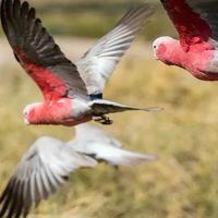 モモイロインコが大好きな人の部屋