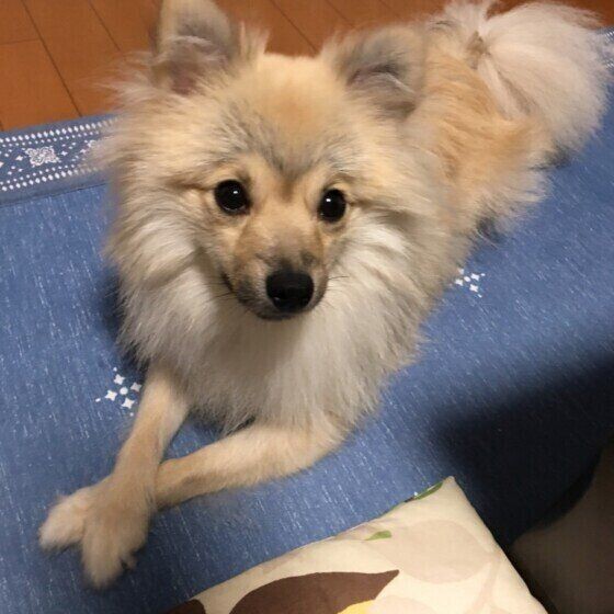 犬の 足クロス にはどんな意味がある