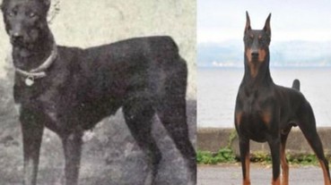 一路走來始終如一？一百年前的狗會和現在長得一樣？