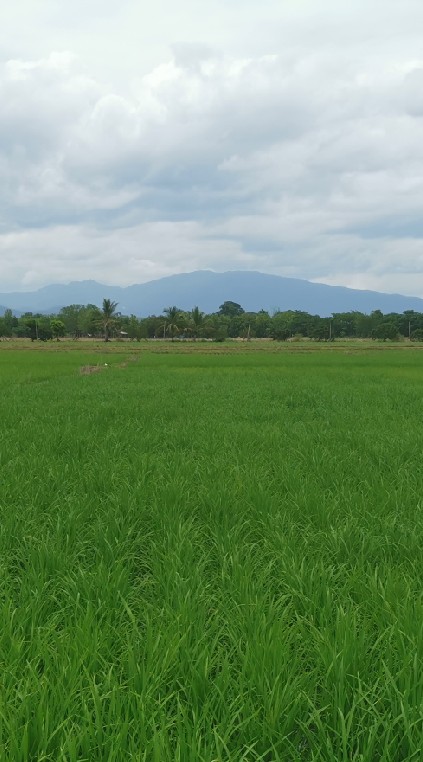 เกษตรกร​เซียน​