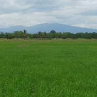 เกษตรกร​เซียน​