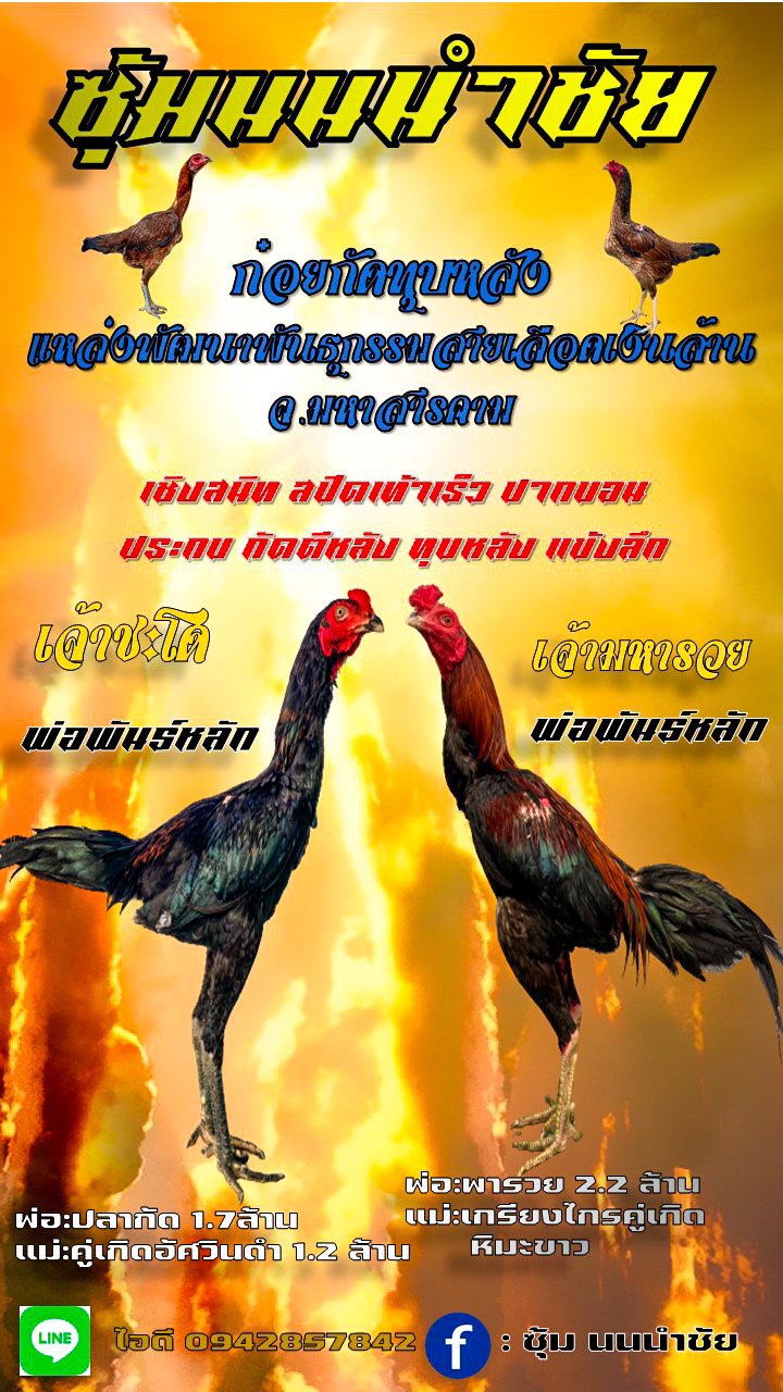 ซุ้มนนนำชัย  ก๋อยกัดทุบหลัง แหล่งพัฒนาพันธุกรรมสายเลือดเงินล้าน