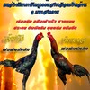 ซุ้มนนนำชัย  ก๋อยกัดทุบหลัง แหล่งพัฒนาพันธุกรรมสายเลือดเงินล้าน