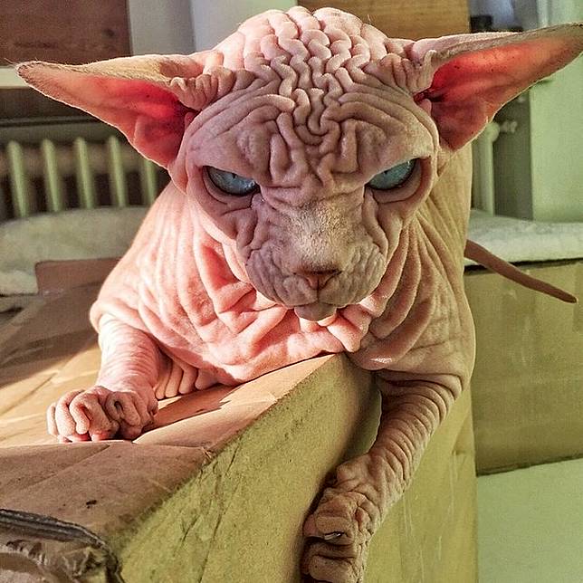 Kenalan dengan Xherdan, Kucing Sphynx Paling Menyeramkan Sedunia 