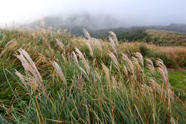 北部芒草季 台北陽明山擎天岡賞芒草