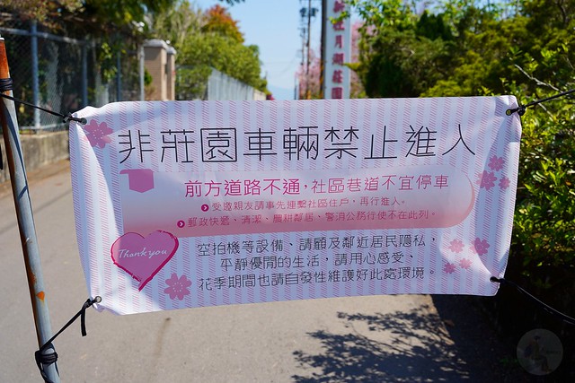 台中新社櫻花林秘境