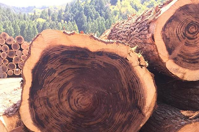 東京鐵男見聞 日本春天的季節病 惱人的花粉症怎麼來的 上報 生活