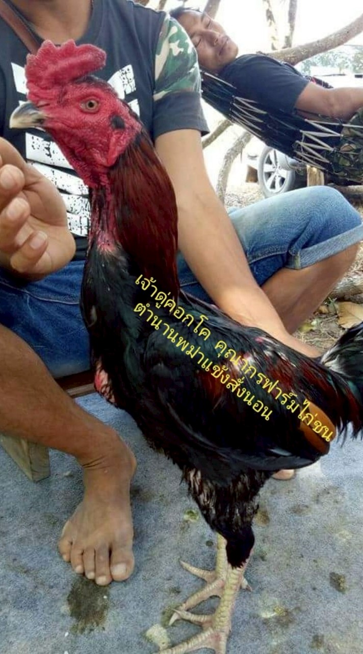 คุณากร​ ​ฟาร์ม​