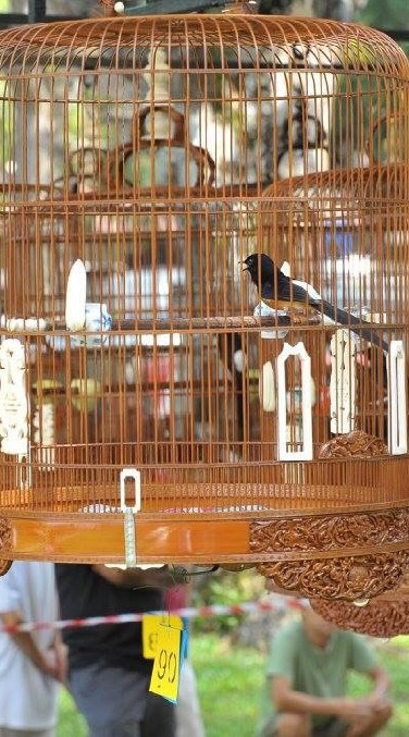 SiamShama Return