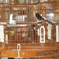 SiamShama Return