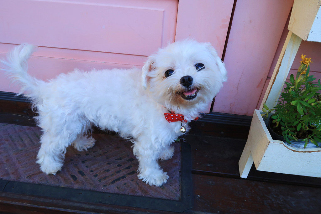 新埔普羅旺斯小木屋餐廳，超夢幻的雨滴蛋糕和草莓飲品，新竹賞櫻景點推薦！