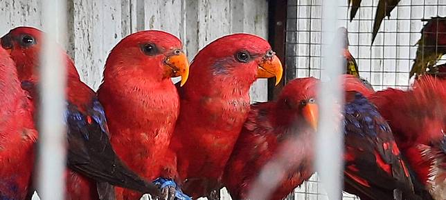 66 Gambar Burung Nuri Pelangi HD Terbaru