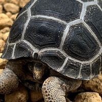 爬爬達、任何寵愛物種、陸龜、龍貓、貓、狗、鸚鵡、狐朦、 蜥蜴、守宮⋯⋯
