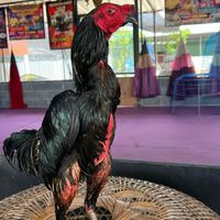 ซุ้ม ส.อดุลย์ชัย