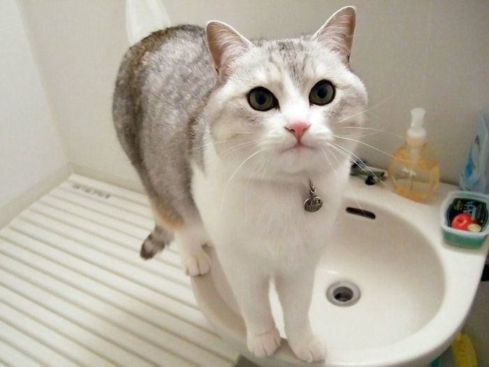 水にぬれるのは大嫌いだけど 猫は水遊びは好き