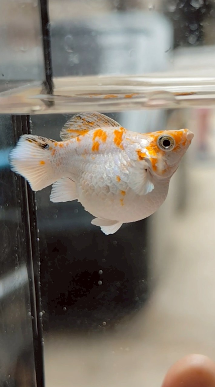 ปลาบอลลูน Molly Fish Thailand