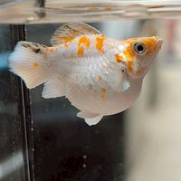 ปลาบอลลูน Molly Fish Thailand