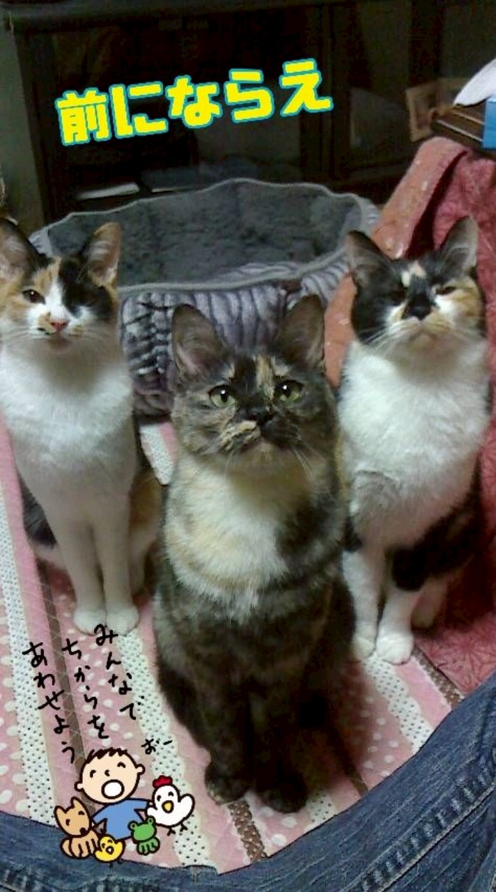 【𓃠猫部屋𓃠a.r.t】👑獣医、アドバイザー対応の何でも相談室👑