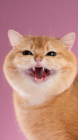 Golden Pure Cattery