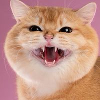 Golden Pure Cattery