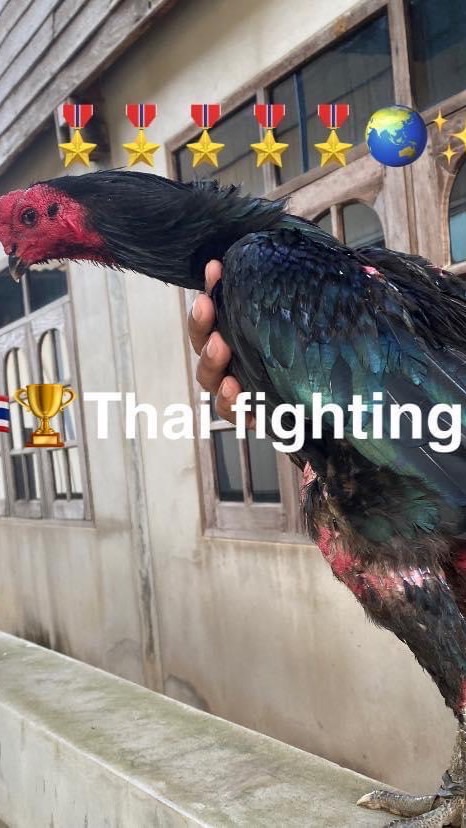 Sarirut Thai fighting cock