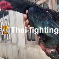 Sarirut Thai fighting cock