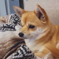 ちゅらさんのプレミアム雑談ルーム