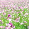 【再建】折セカ   あの歌を、もう一度