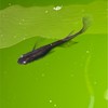 メダカ活　メダカのオヤジ