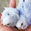 Rainbow Budgies Seller Thailand(กลุ่มซื้อ-ขาย เรนโบว์)