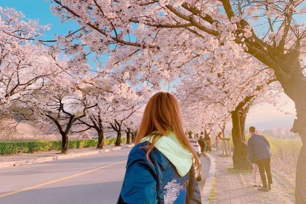 Grantnsaipan Taman Bunga Sakura Di Korea Selatan