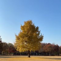 Kuma286在韓代購🪴