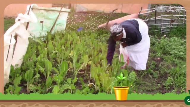 南非種菜的100種可能貧瘠土地綠意盎然 大愛新聞 Line Today