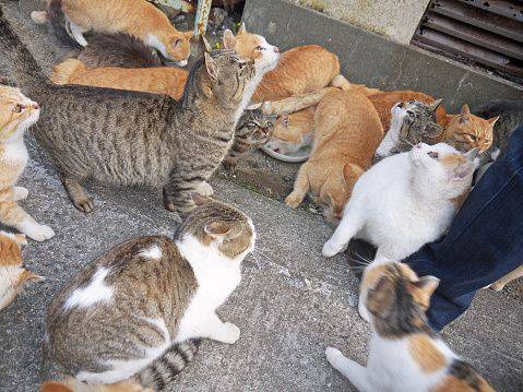 Siap Grak! Mengapa Ada Pulau Kucing Di Jepang?