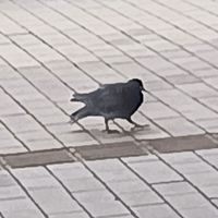 痛いやつ集まれ！！