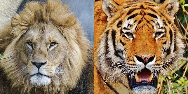 Download 44 Koleksi Gambar Harimau Berwarna Paling Bagus 