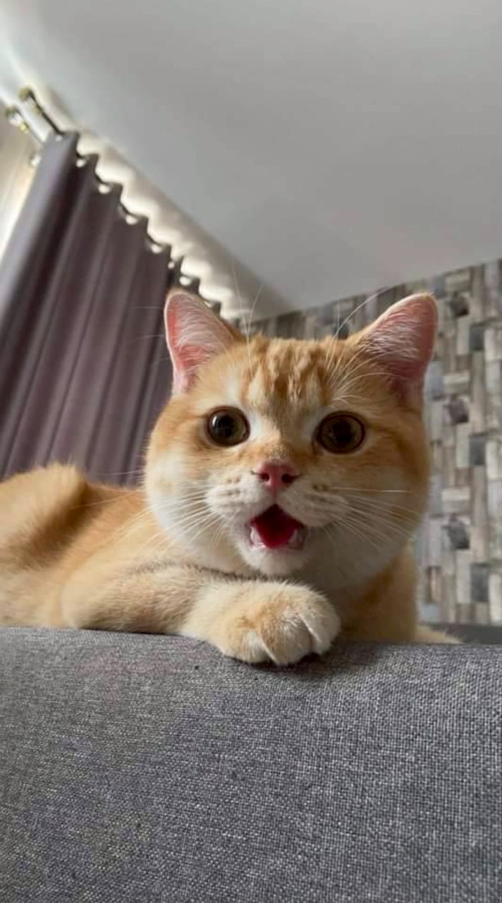 🐝💗คนโสด คนเหงา คนเศร้าเข้ามาคุย จีบกันได้30+💗🐝