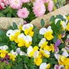 芦屋山手Greenねっと(お知らせ専用)@山手中