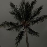 113法律系轉學考