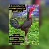 ฝากผสม เยียร์เจริญทรัพย์ มีสุวรรณทีม