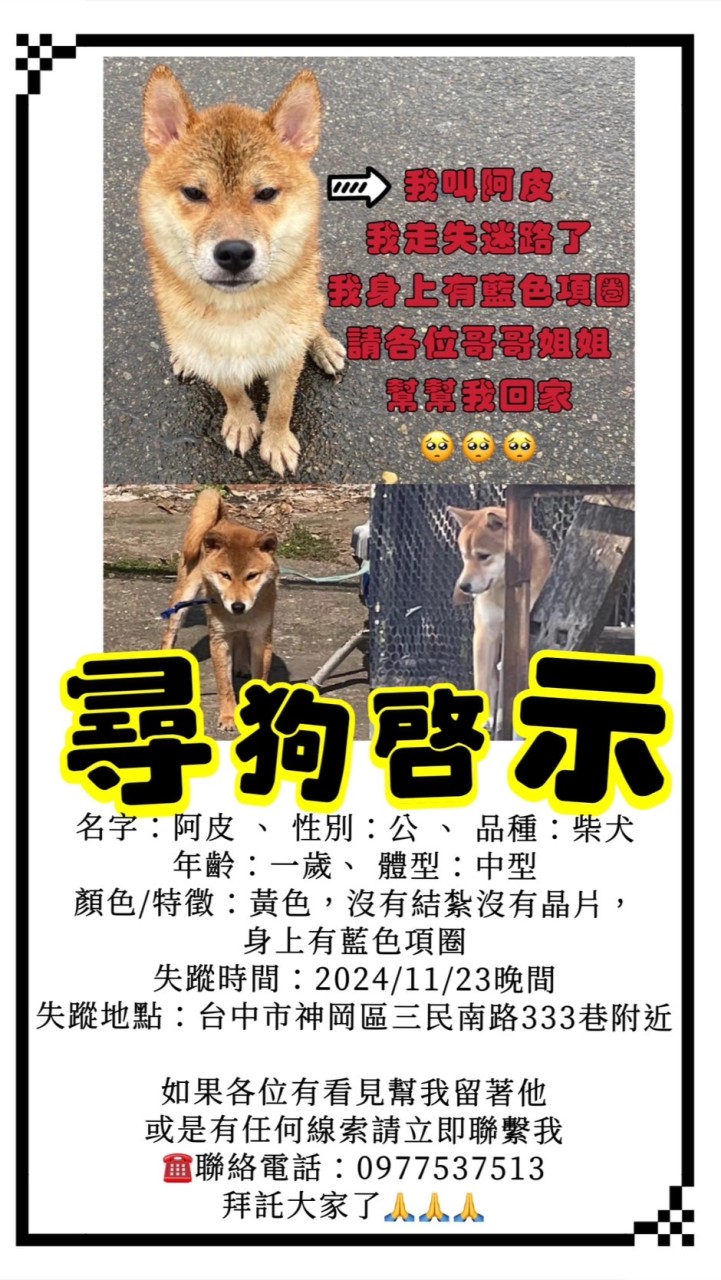 台中神岡尋找柴犬阿皮