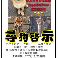 台中神岡尋找柴犬阿皮